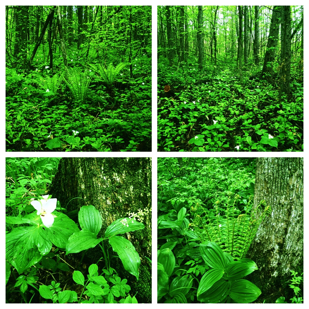 Ezorisu_210523_2