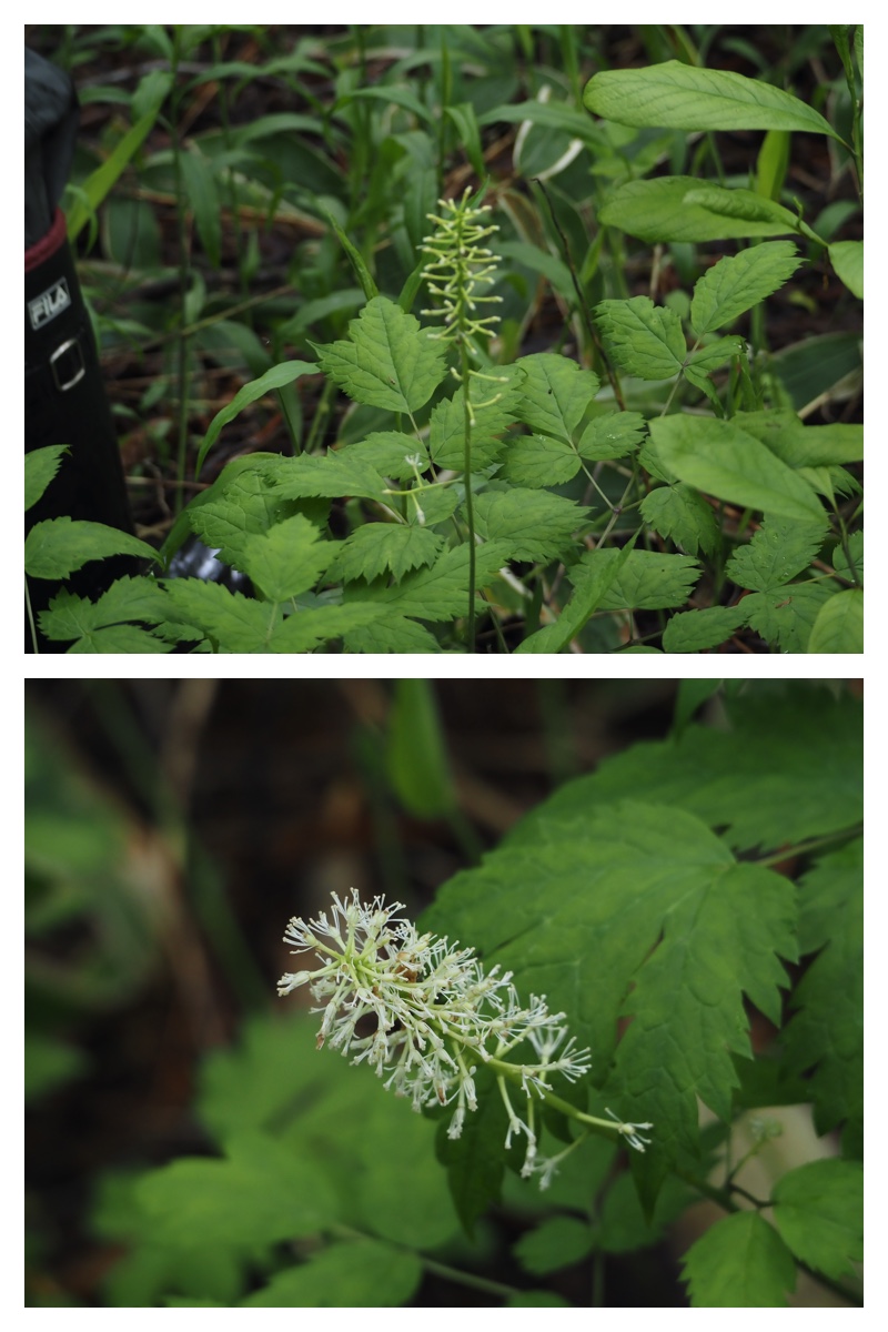 Ezorisu_210530_14