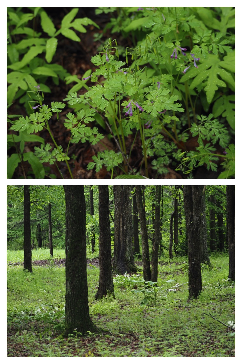 Ezorisu_210530_5