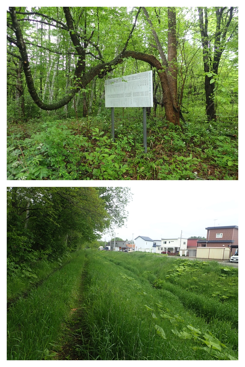 Ezorisu_210530_6