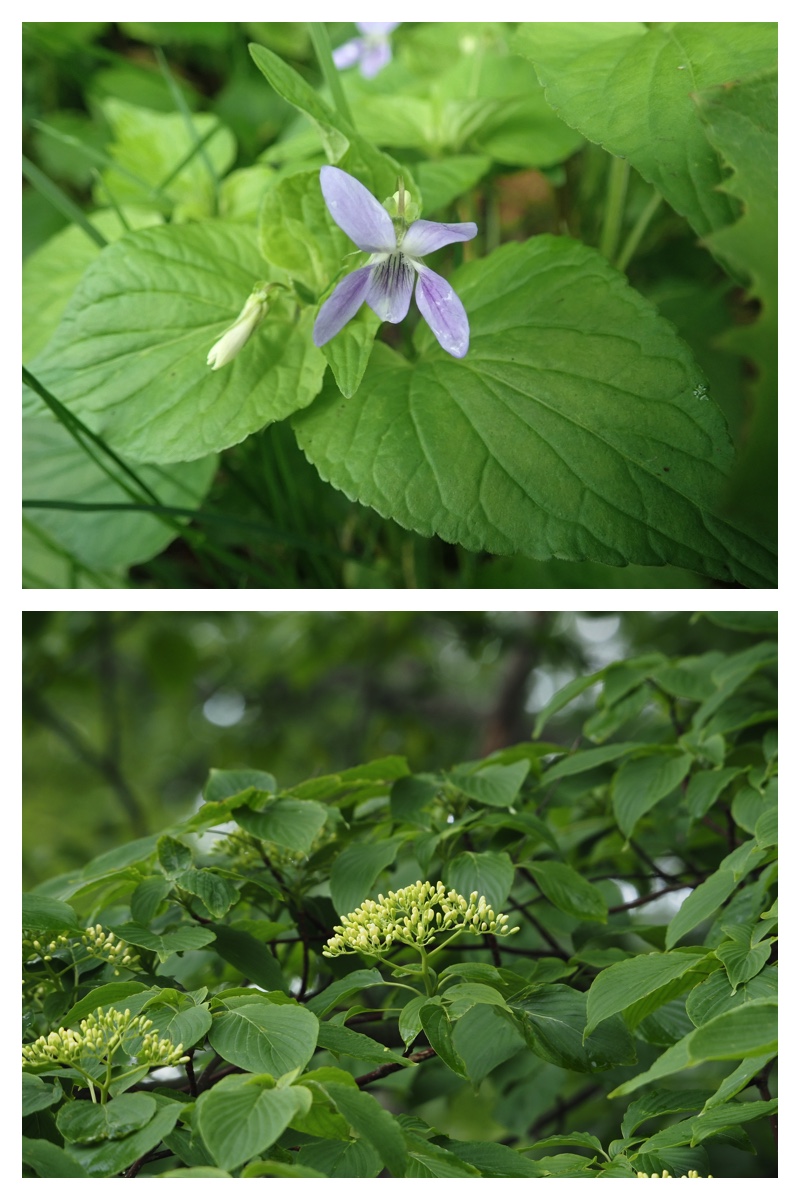 Ezorisu_210530_7