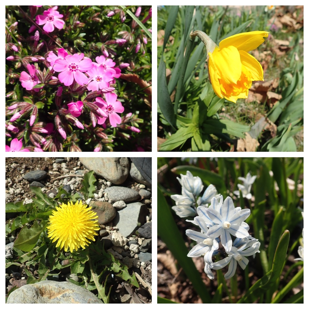 Flowers_in_garden
