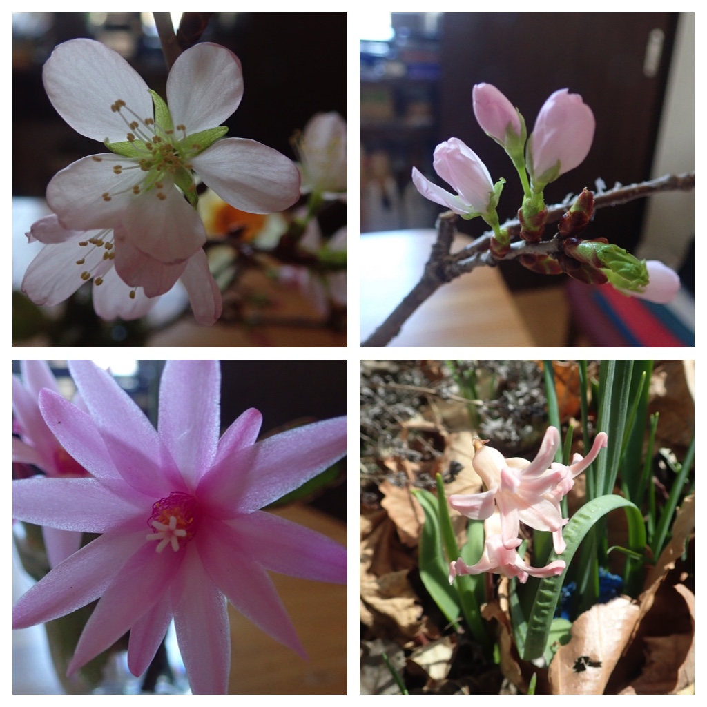 Flowers_in_room