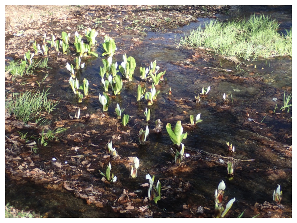 Skunk_cabbage_overview