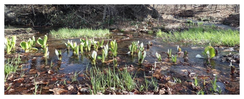 Skunk_cabbage_pano1