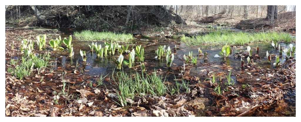 Skunk_cabbage_pano2