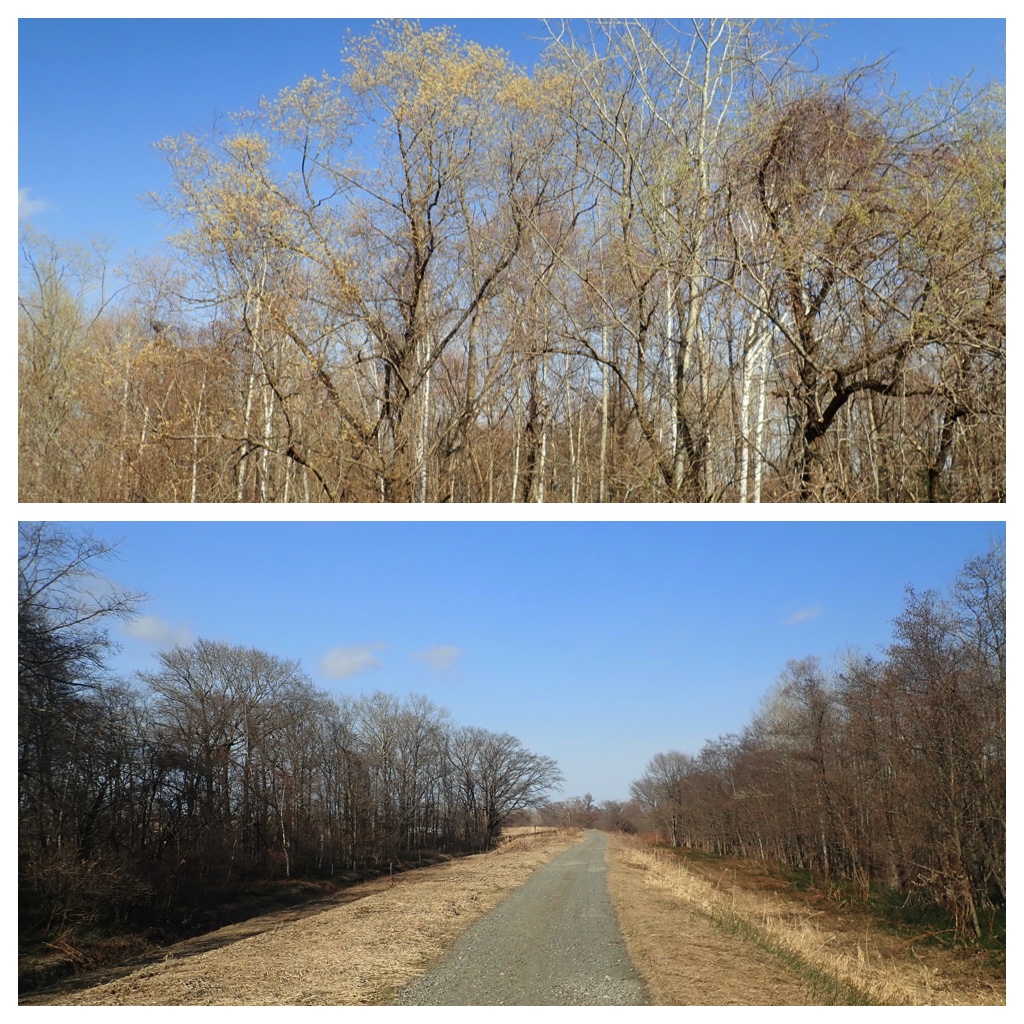 Walk_210407_11