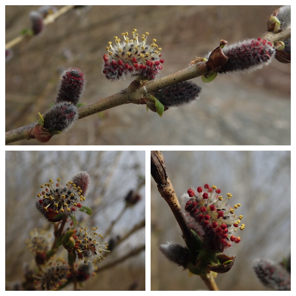 Walk_210415_62