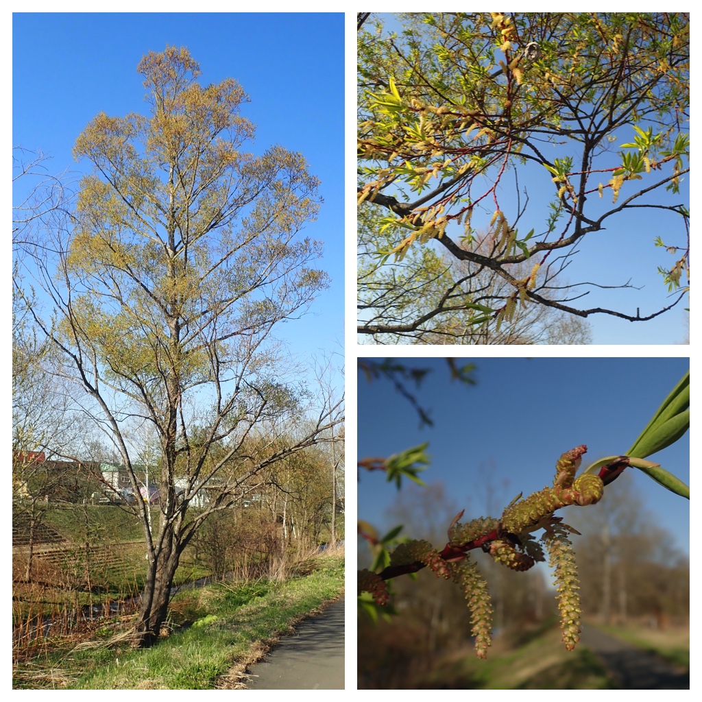 Walk_210422_4