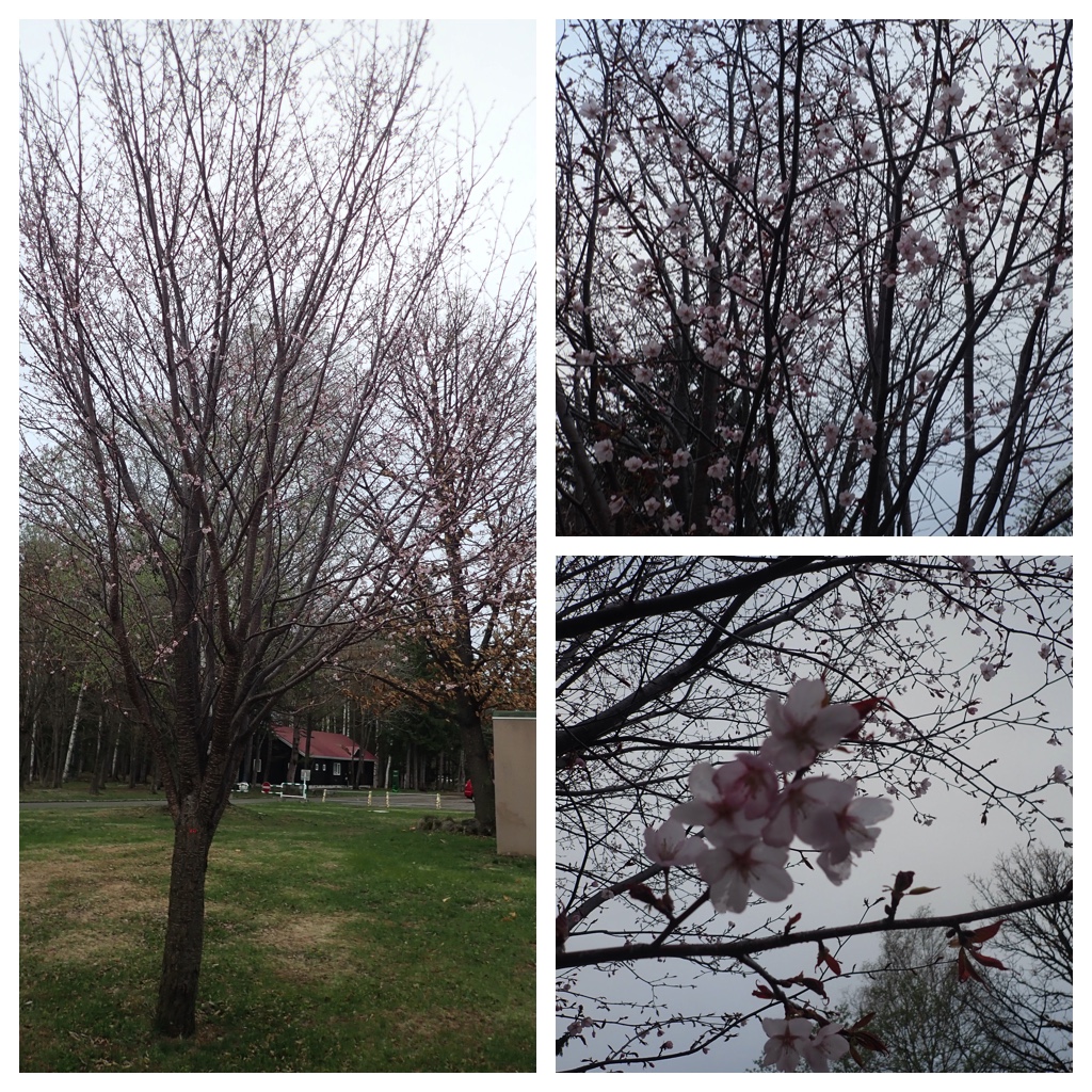 Walk_210430_1