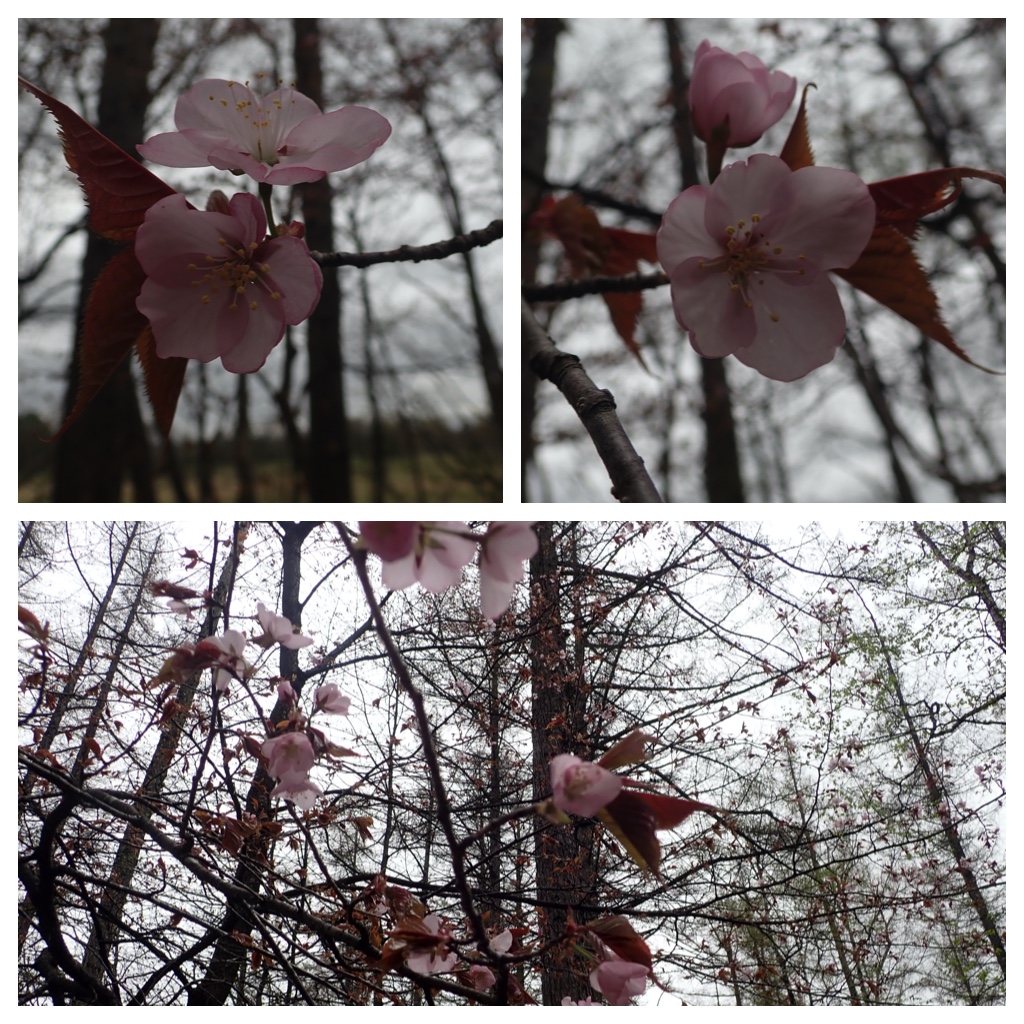 Walk_210502_2