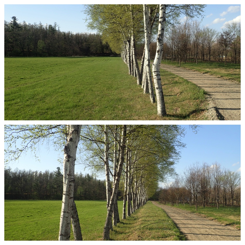 Walk_210506_2