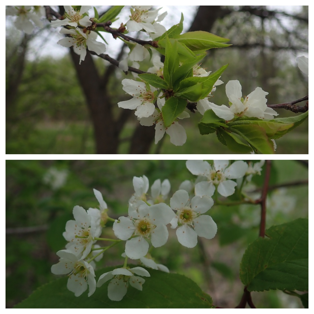 Walk_210513_3