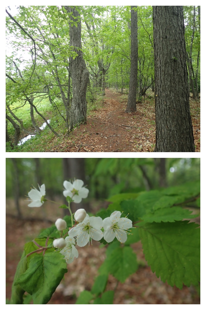 Walk_210519_4