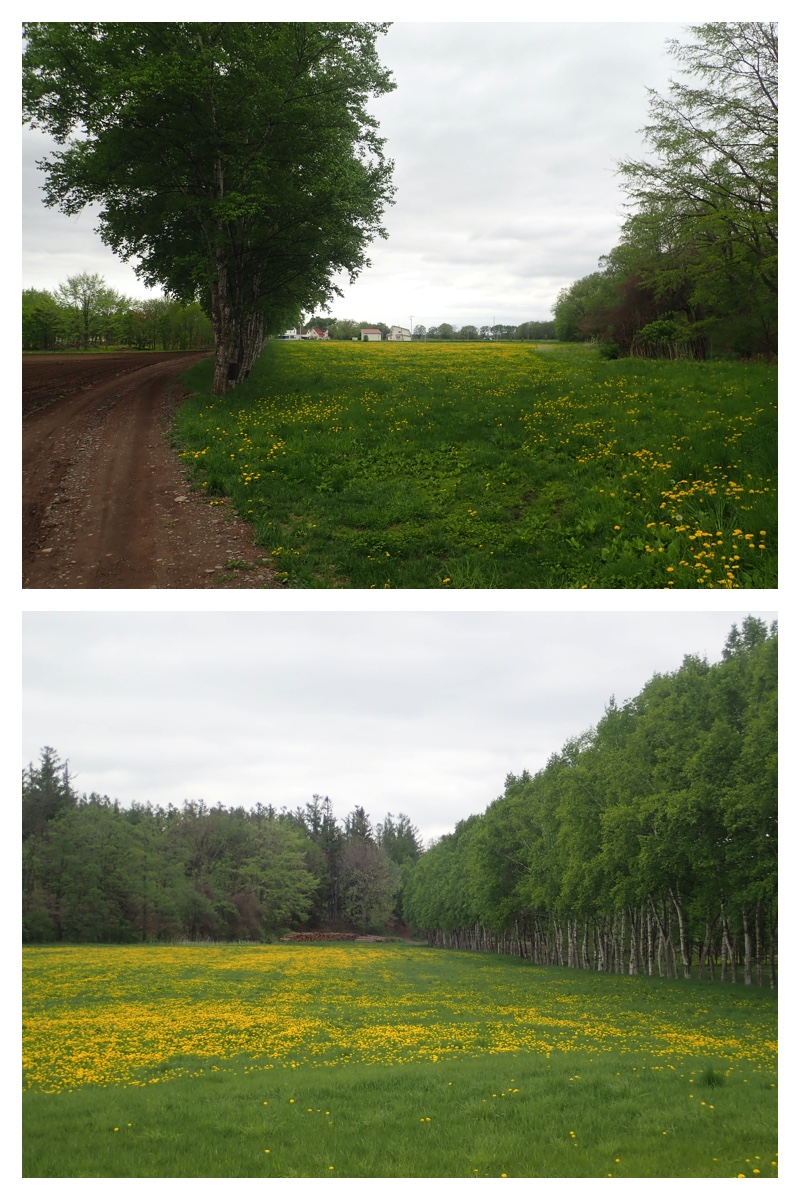 Walk_210519_9