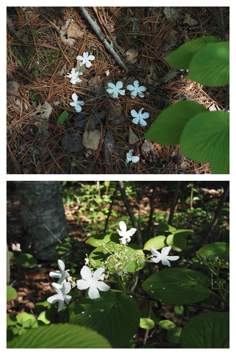 Walk_210520_10