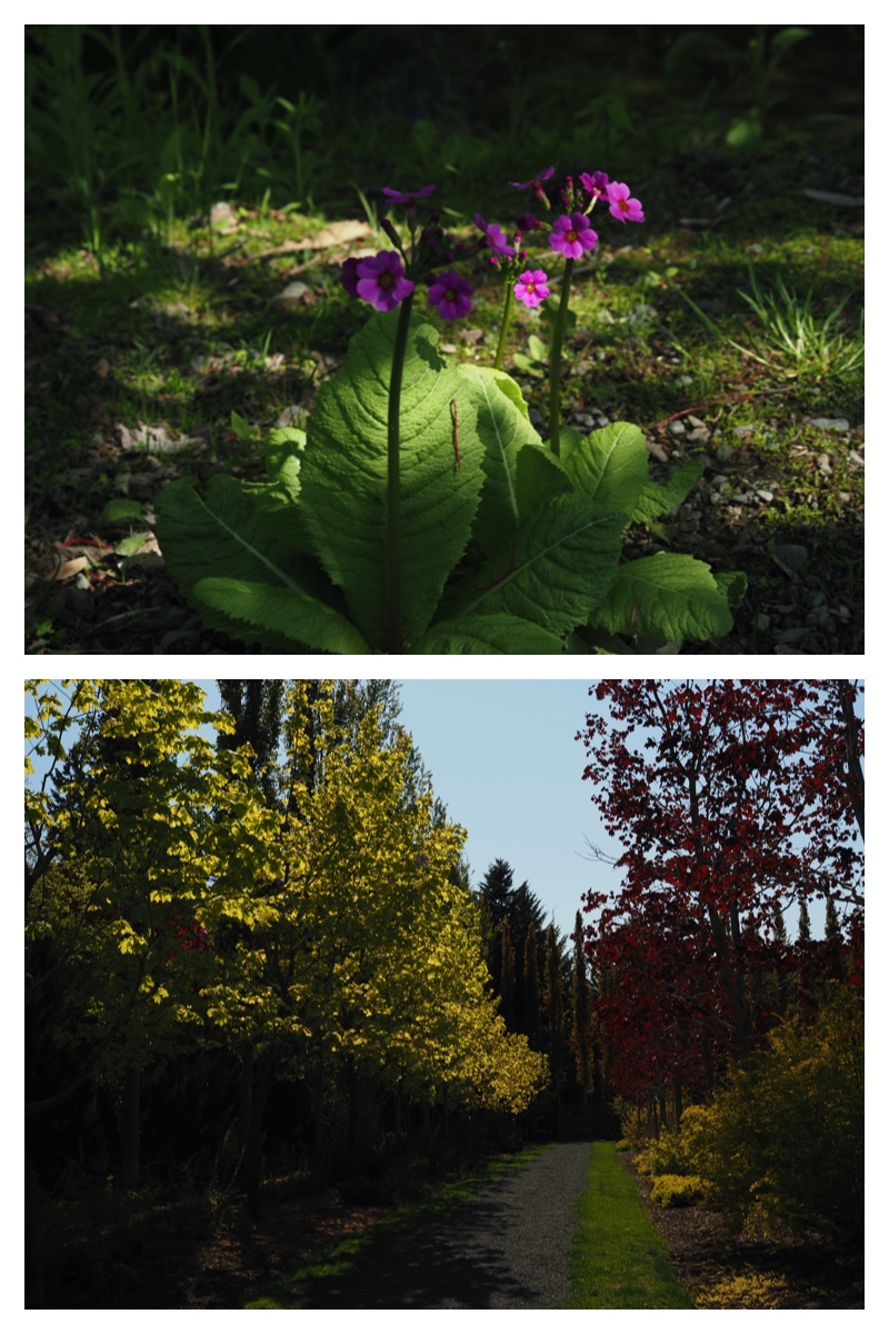 Walk_210520_15