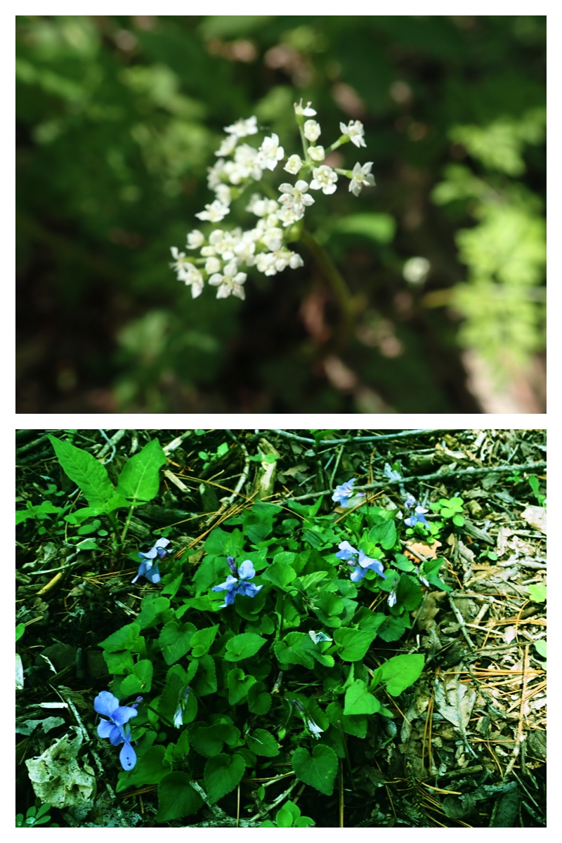 Walk_210520_4