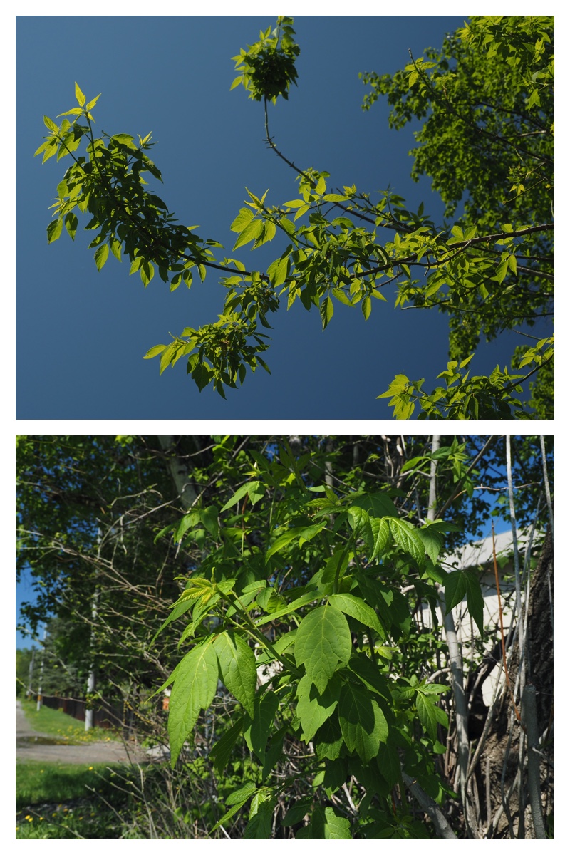Walk_210520_6