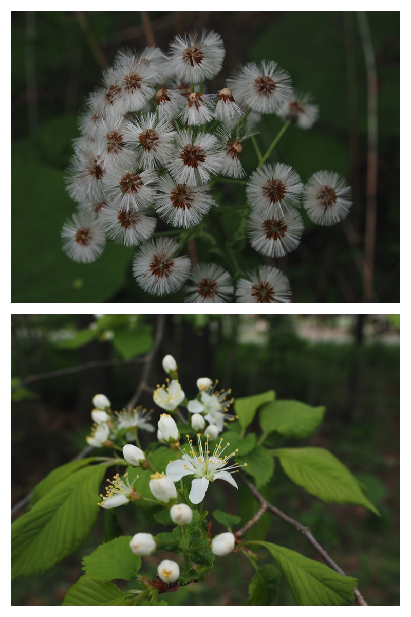 Walk_210521_3