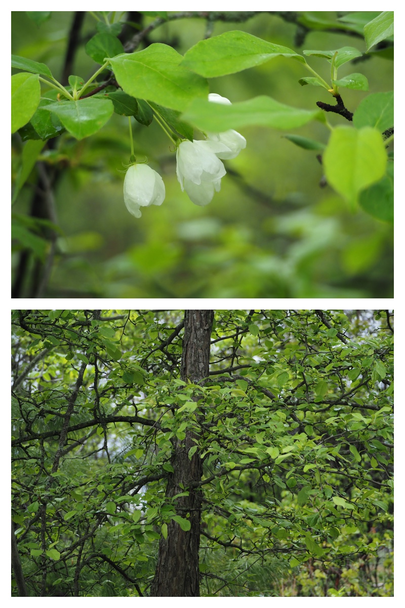 Walk_210522_9