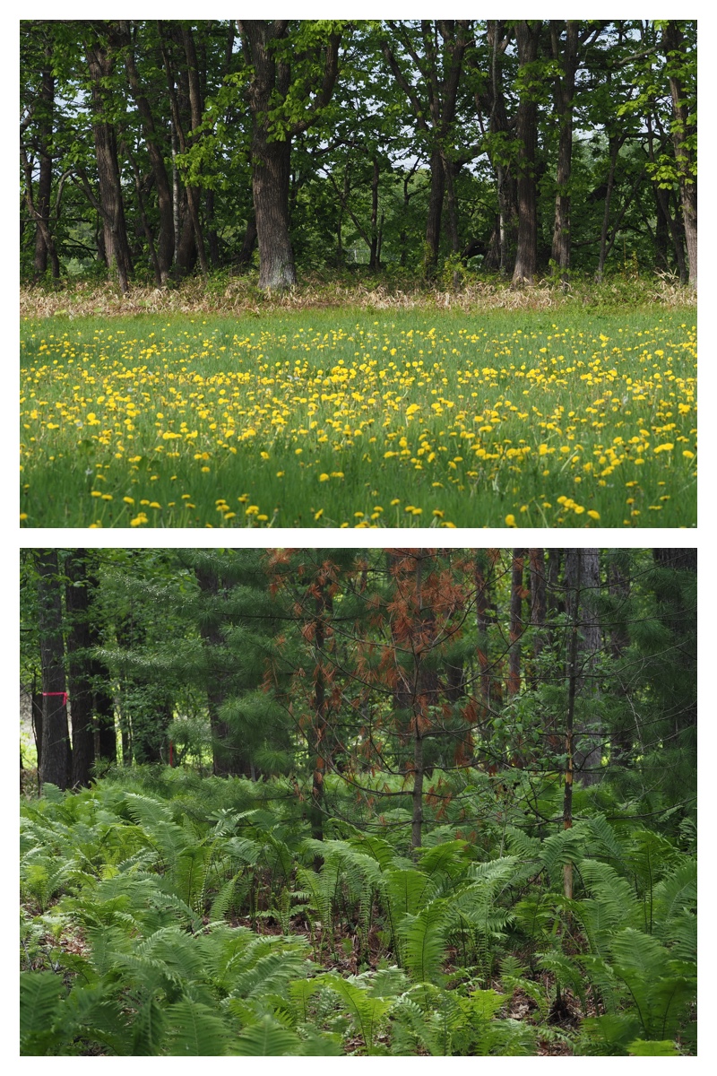 Walk_210524_13