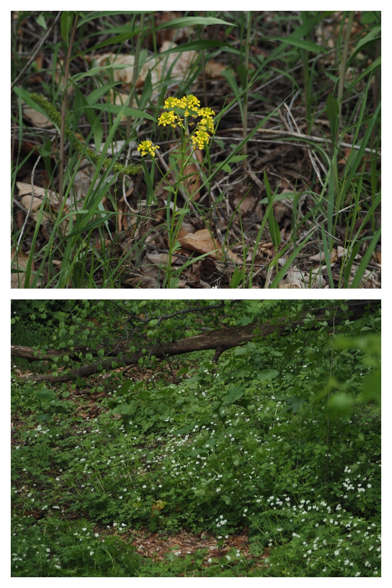 Walk_210524_17