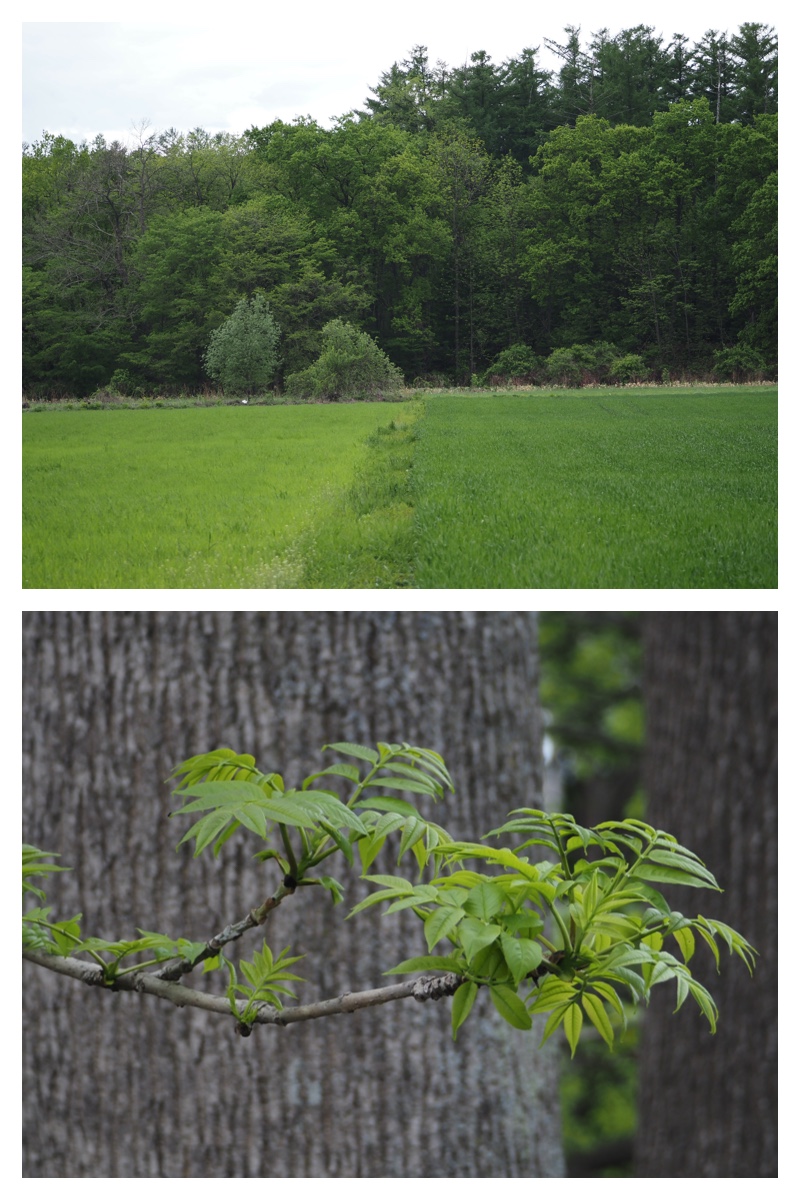 Walk_210524_24