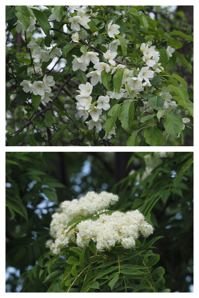 Walk_210524_9