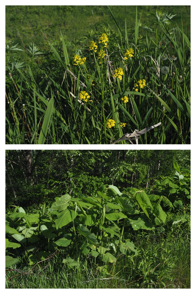 Walk_210525_04