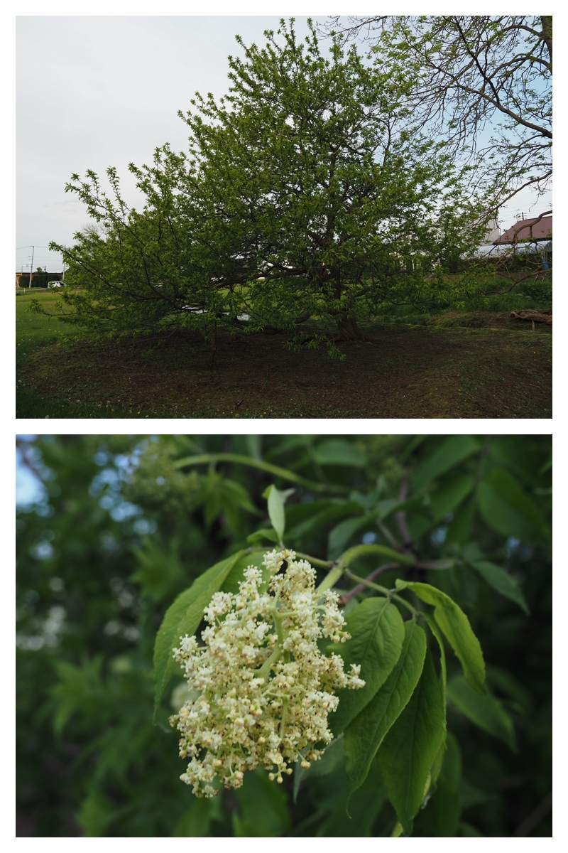 Walk_210525_08