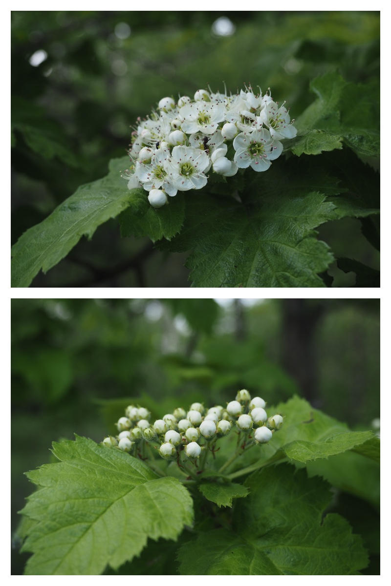 Walk_210525_11