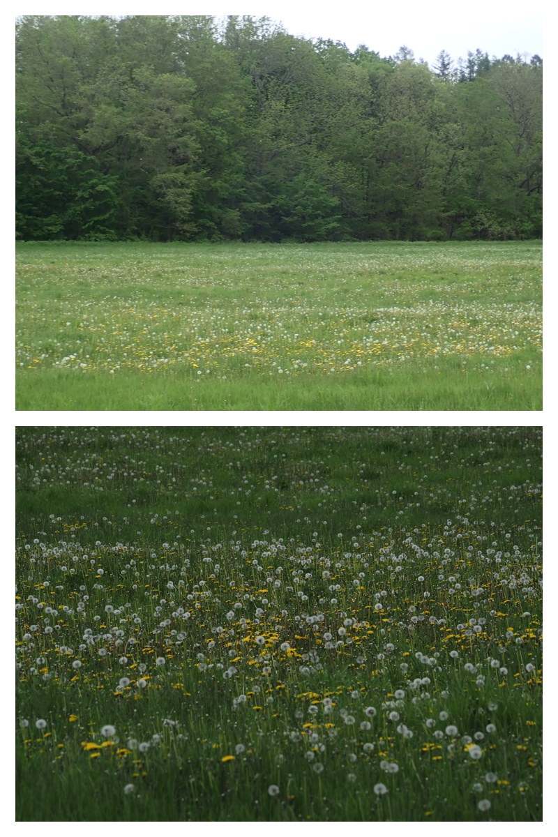 Walk_210527_1