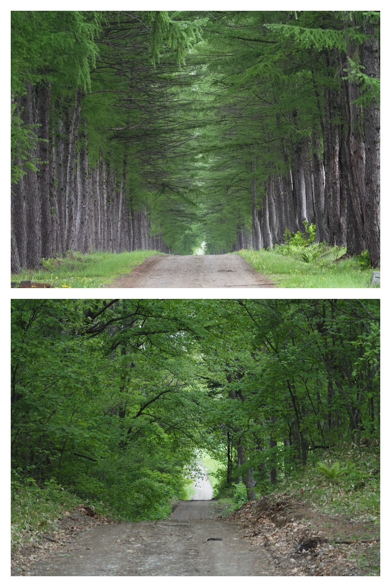Walk_210527_11