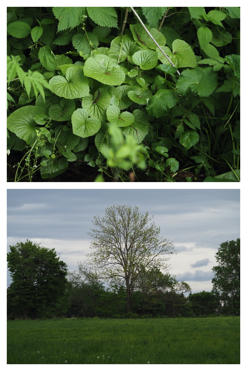 Walk_210530_4