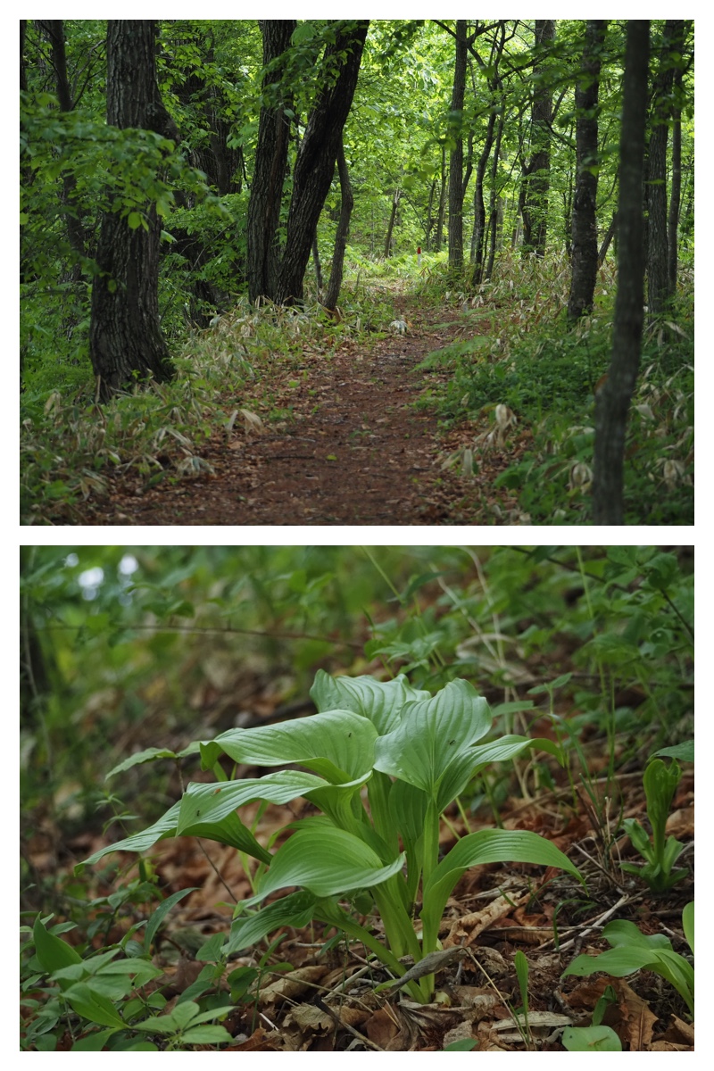 Walk_210530_6