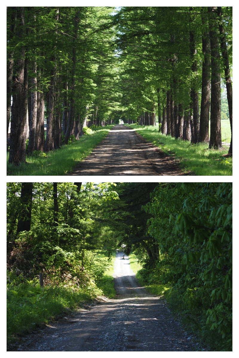 Walk_210601_6