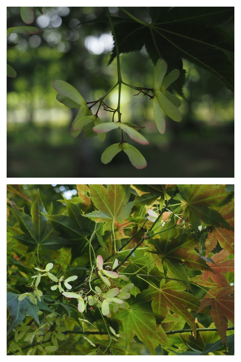 Walk_210603_2