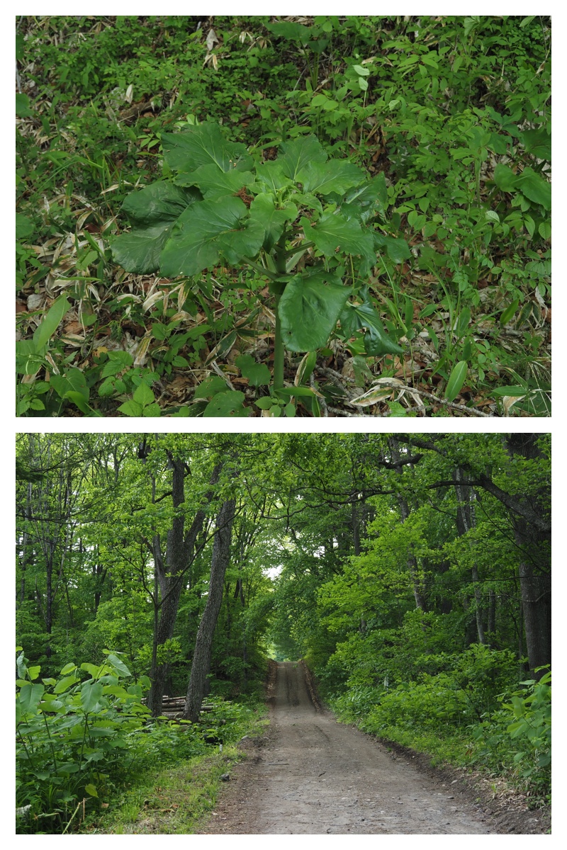 Walk_210603_5