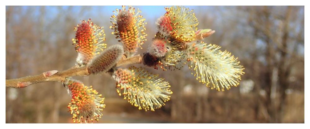 Willow_210401