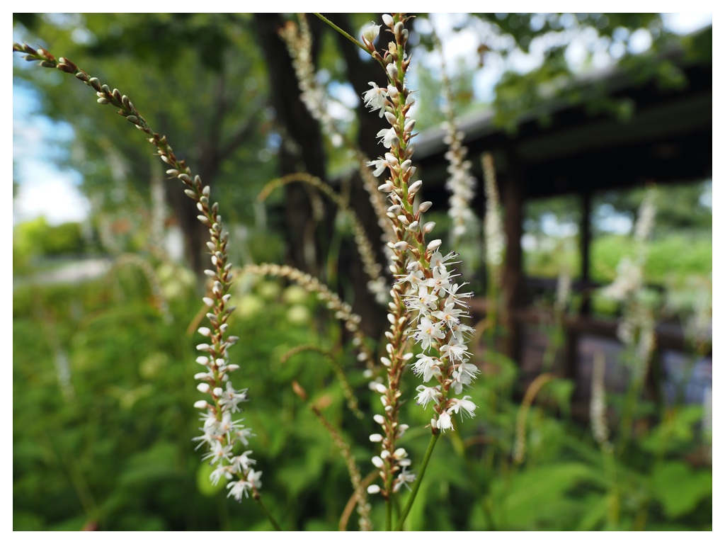 Actaea
