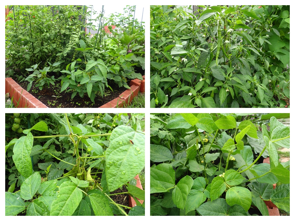Garden_210819_3