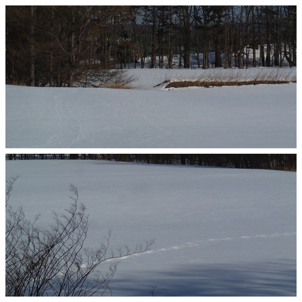 Walk_210228_6.jpg