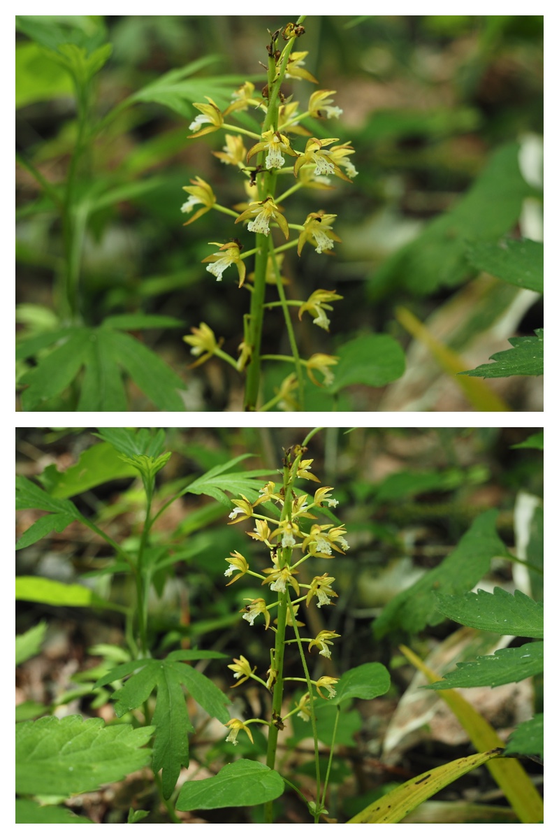 Ezorisu_210606_12