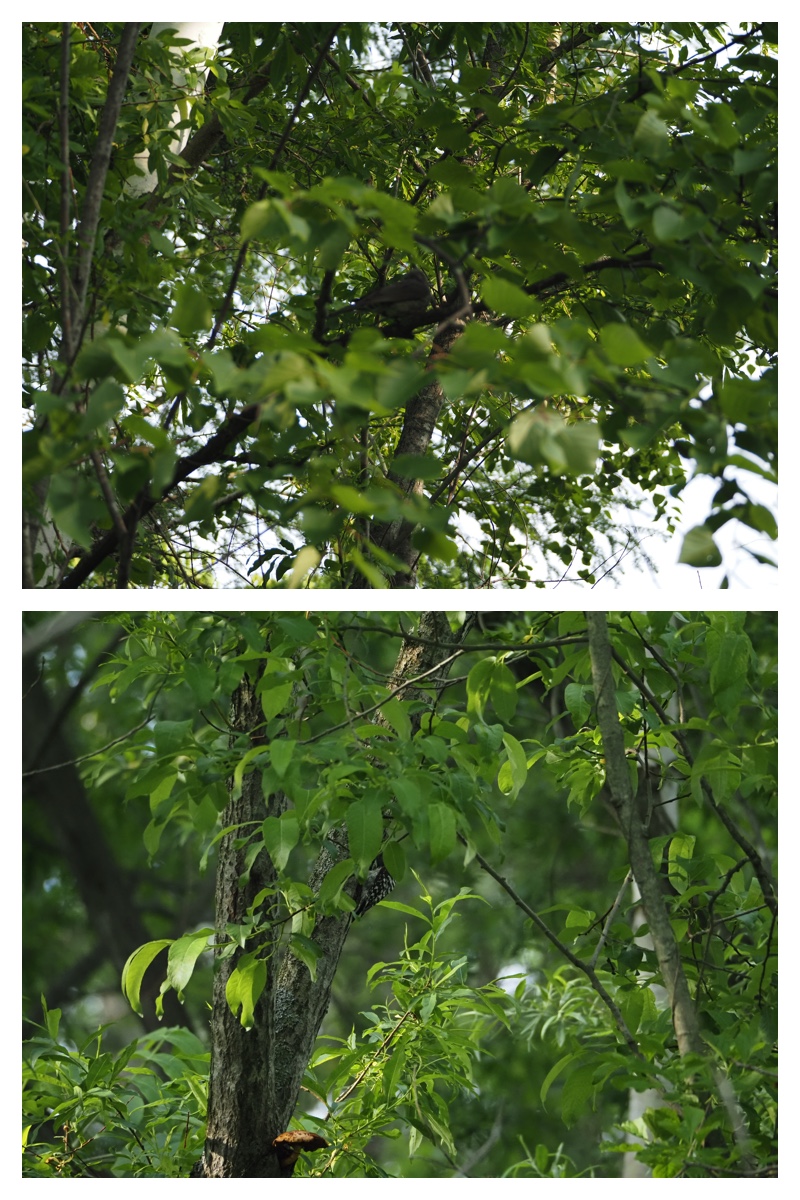 Ezorisu_210606_5