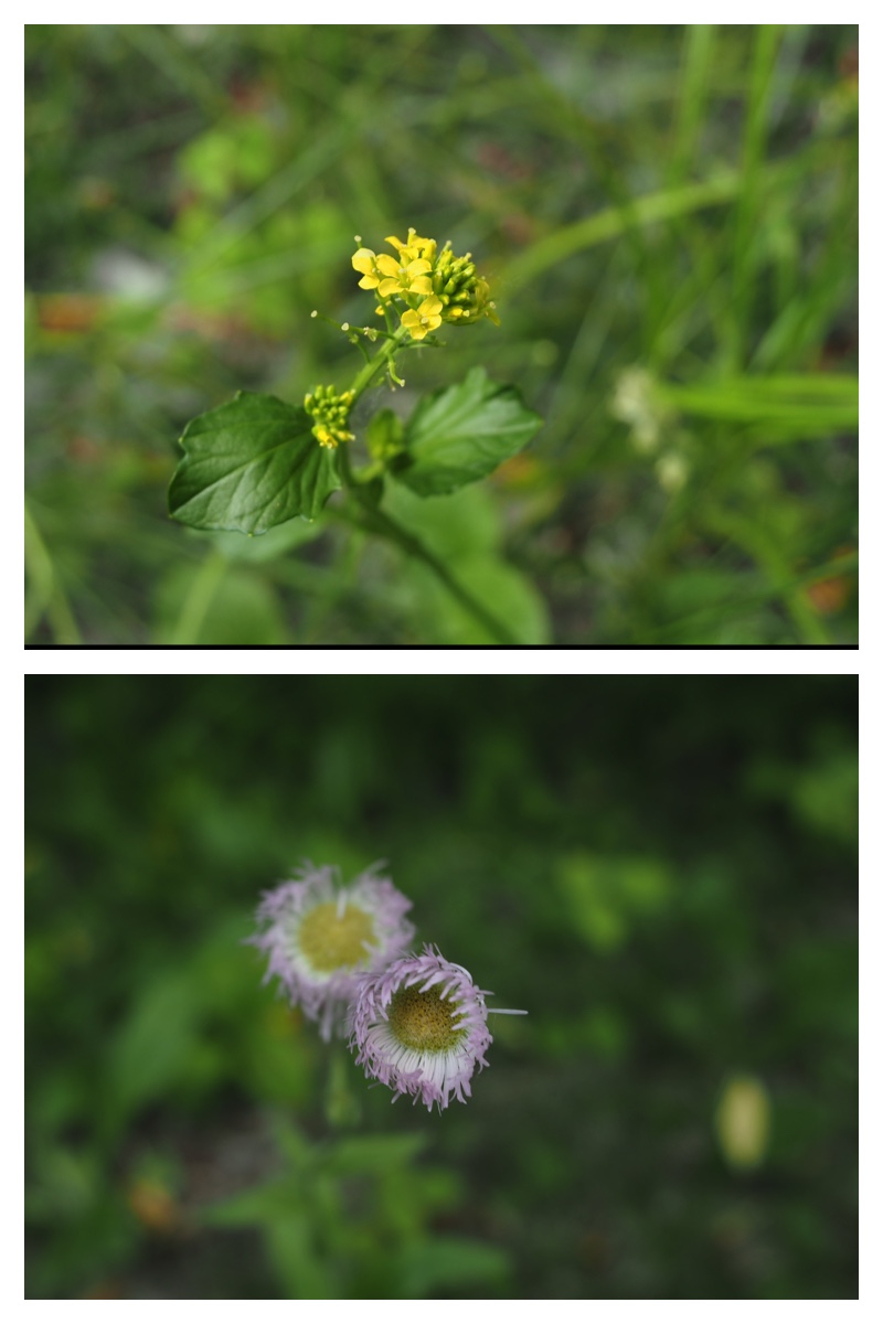Ezorisu_210627_11