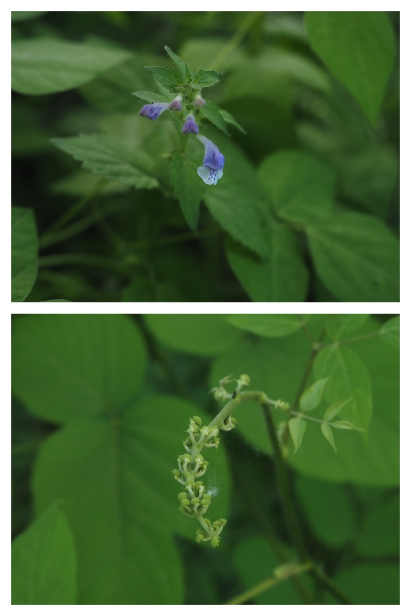Ezorisu_210627_18