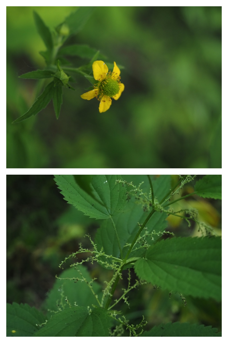 Ezorisu_210627_20