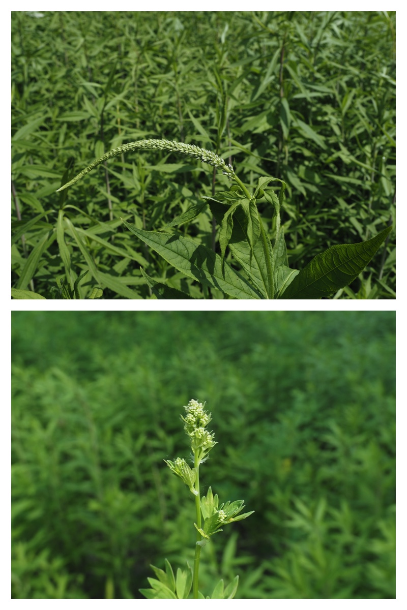 Ezorisu_210627_5