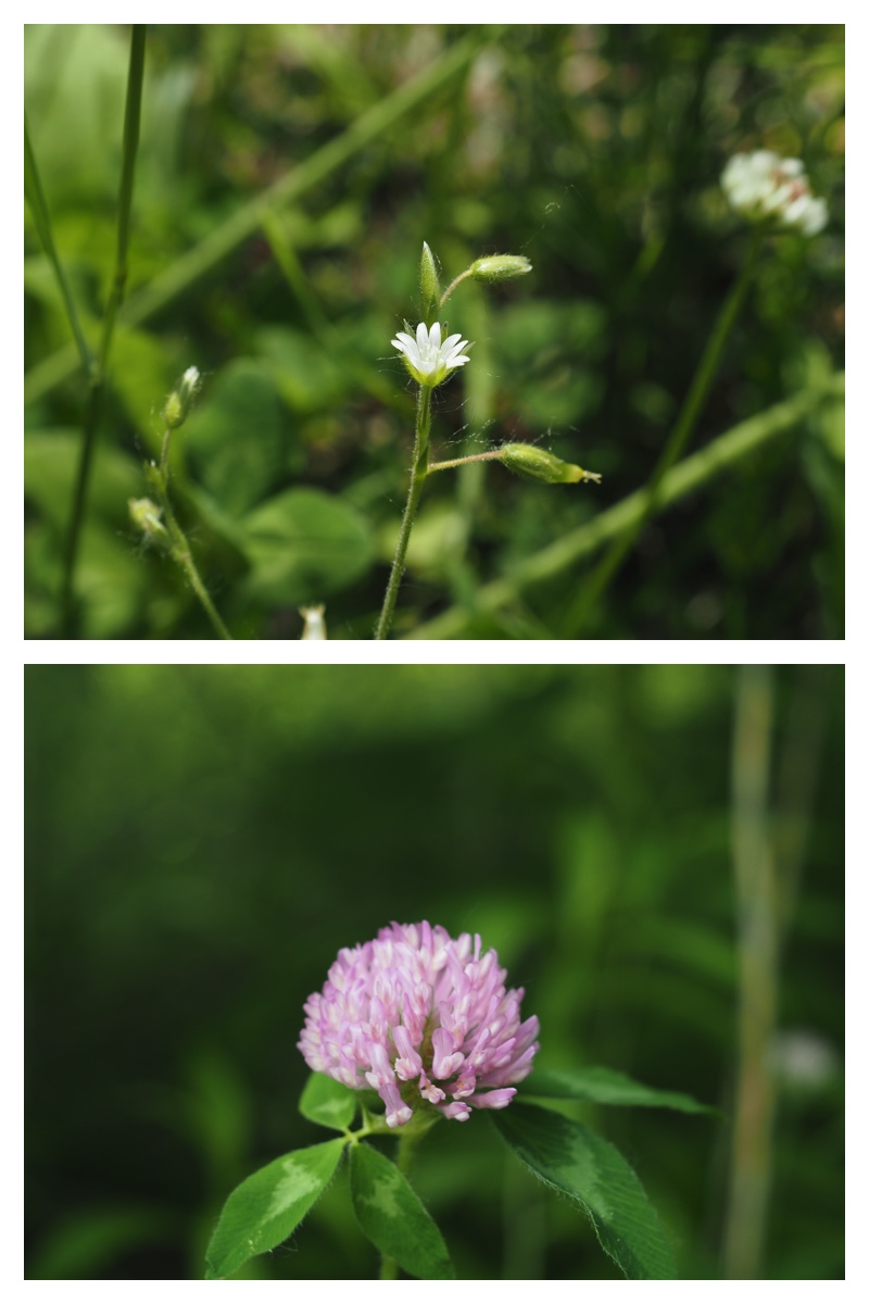 Ezorisu_210627_6